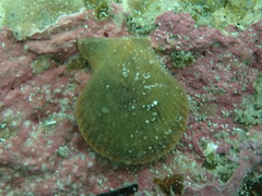 Mimachlamys asperrima