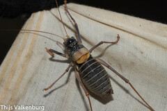 Lluciapomaresius asturiensis