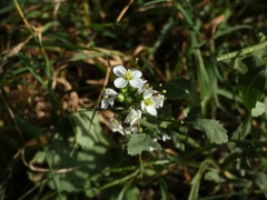 Diplotaxis erucoides