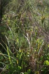 Carex clavata