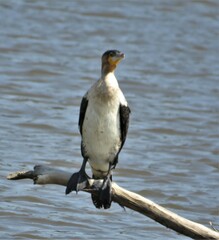 Phalacrocorax carbo lucidus