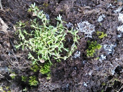 Callitriche palustris