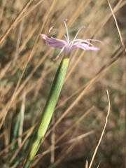 Dianthus pyrenaicus