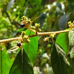 Cestrum strigilatum