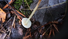 Hemimycena lactea