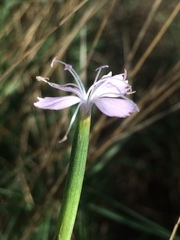 Dianthus pyrenaicus