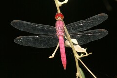 Orthemis discolor