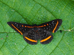 Amarynthis meneria
