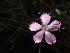 Dianthus pyrenaicus