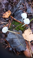 Hemimycena lactea