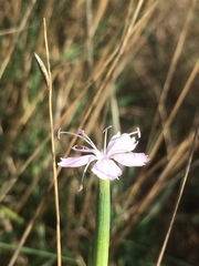 Dianthus pyrenaicus
