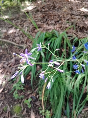 Pasithea caerulea