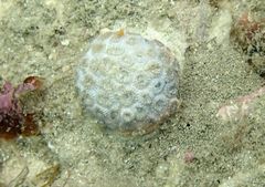 Plesiastrea versipora