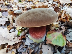 Neoboletus erythropus
