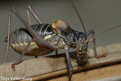 Lluciapomaresius asturiensis