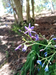 Pasithea caerulea