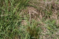 Juncus dregeanus
