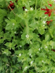 Stellaria