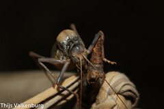 Lluciapomaresius asturiensis