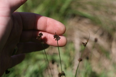 Juncus dregeanus