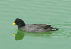 Fulica rufifrons