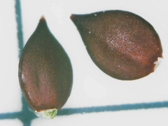 Persicaria hydropiper