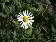 Bellis sylvestris