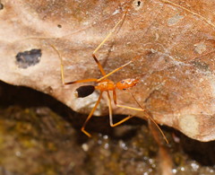 Leptomyrmex rufipes
