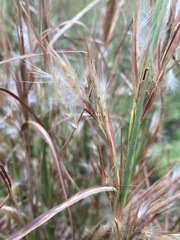 Andropogon