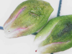 Persicaria hydropiper