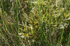 Morella quercifolia