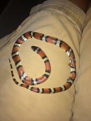 Lampropeltis gentilis