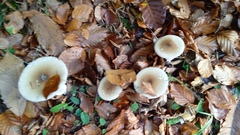 Clitocybe nebularis