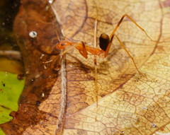 Leptomyrmex rufipes