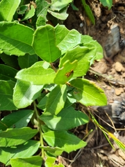 Maytenus procumbens
