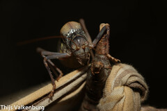 Lluciapomaresius asturiensis