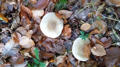 Infundibulicybe geotropa
