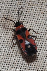 Horvathiolus superbus