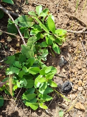 Maytenus procumbens