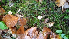 Hydnum rufescens