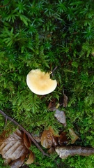 Hydnum rufescens