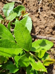 Maytenus procumbens