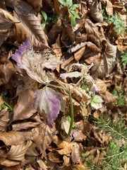 Cardamine enneaphyllos