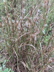 Andropogon
