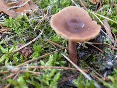 Lactarius hepaticus