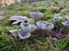 Thelephora caryophyllea