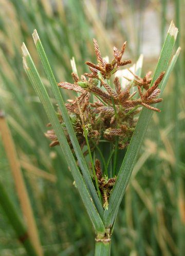 Cyperus alternifolius subsp. flabelliformis image