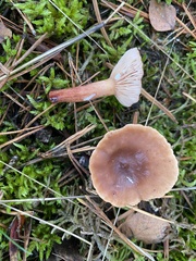 Lactarius hepaticus