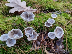 Thelephora caryophyllea