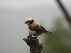 Eurocephalus anguitimens